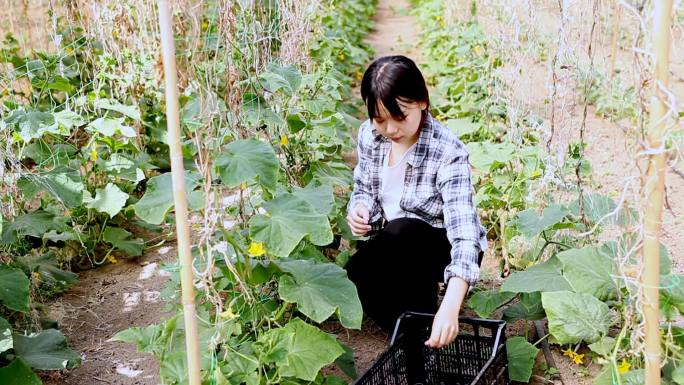 女农民检查黄瓜种植