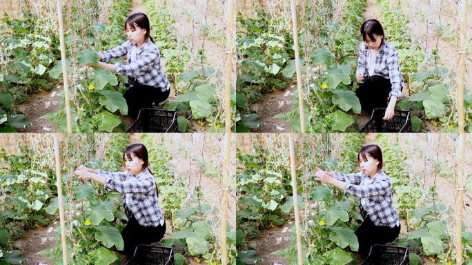 女农民检查黄瓜种植