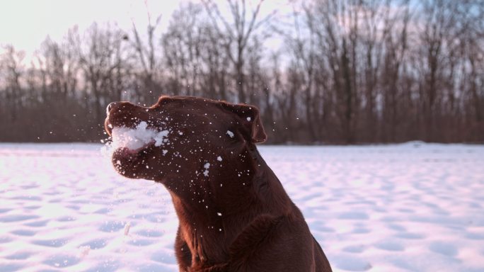 一只拉布拉多猎犬抓雪球的超慢镜头。