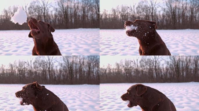 一只拉布拉多猎犬抓雪球的超慢镜头。