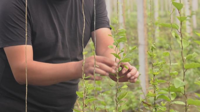 滴灌种植五味子