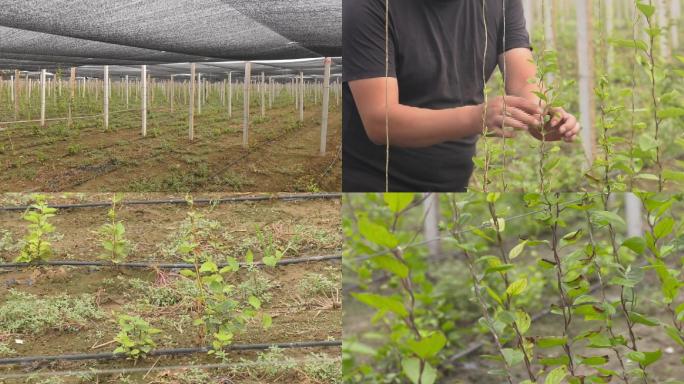 滴灌种植五味子