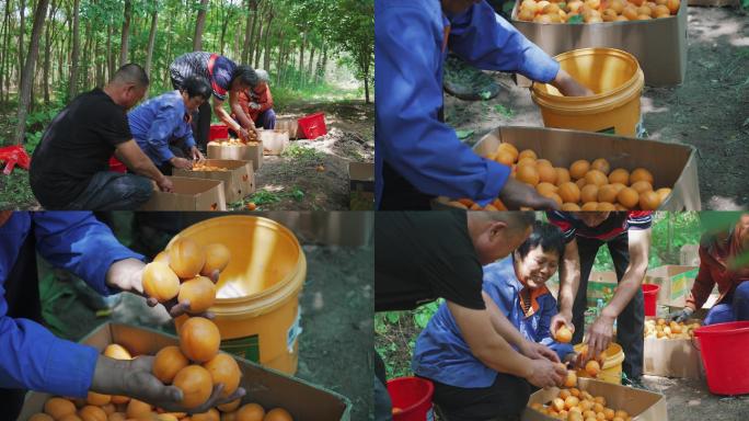 朴实大妈杏子丰收装箱售卖