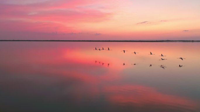 夕阳下的湖面唯美夕阳湖面晚霞天鹅一行白鹭