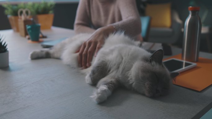 一名女子正在抚摸躺在桌子上的猫