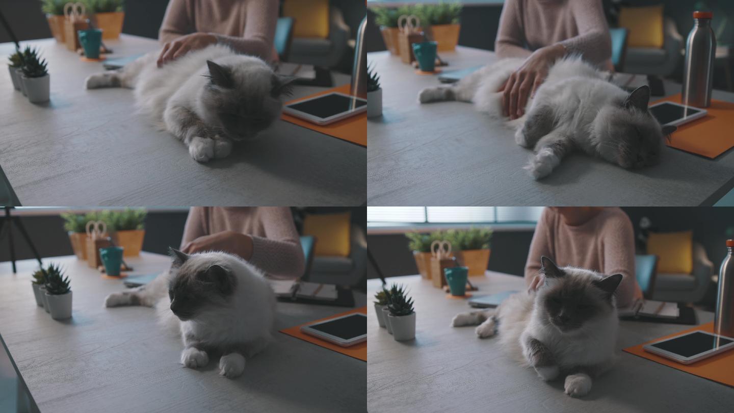一名女子正在抚摸躺在桌子上的猫