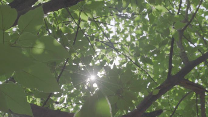 夏日阳光透过植物