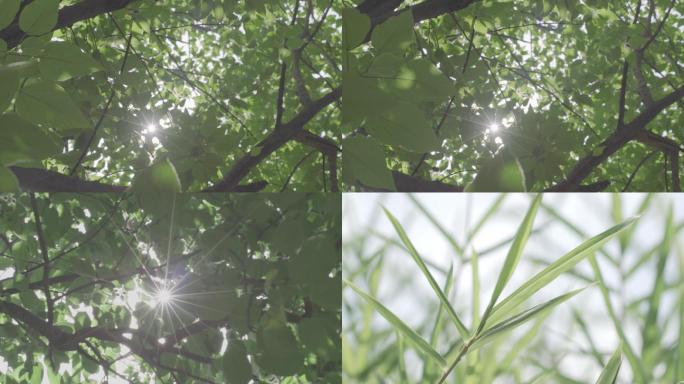 夏日阳光透过植物