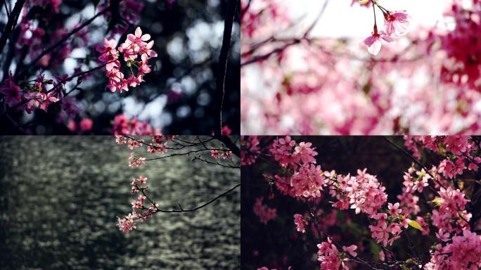 春天樱花灿烂