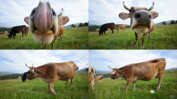 奶牛放牧天然吃草绿色有机