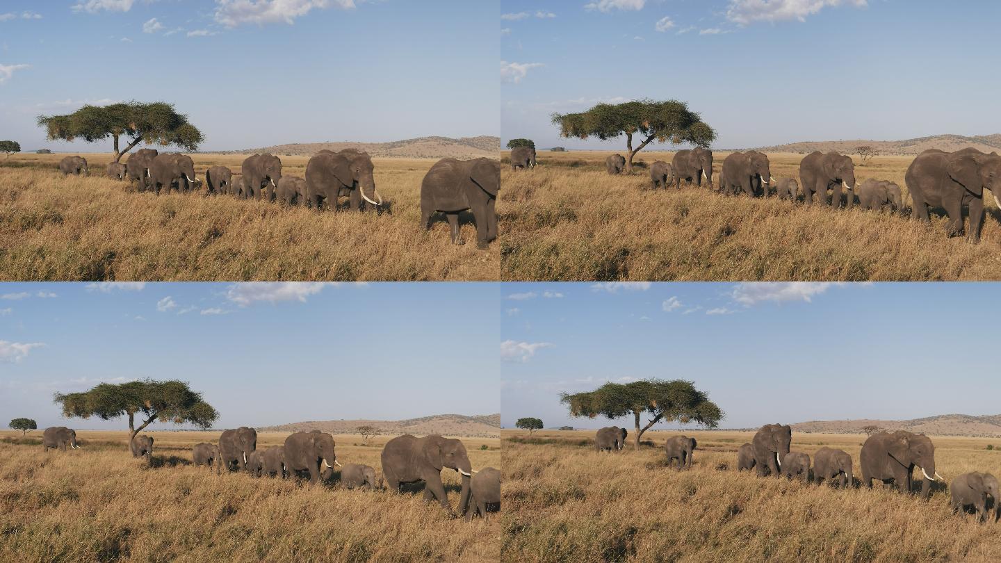 在迁徙中的大象