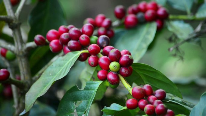 树上的一束咖啡浆果