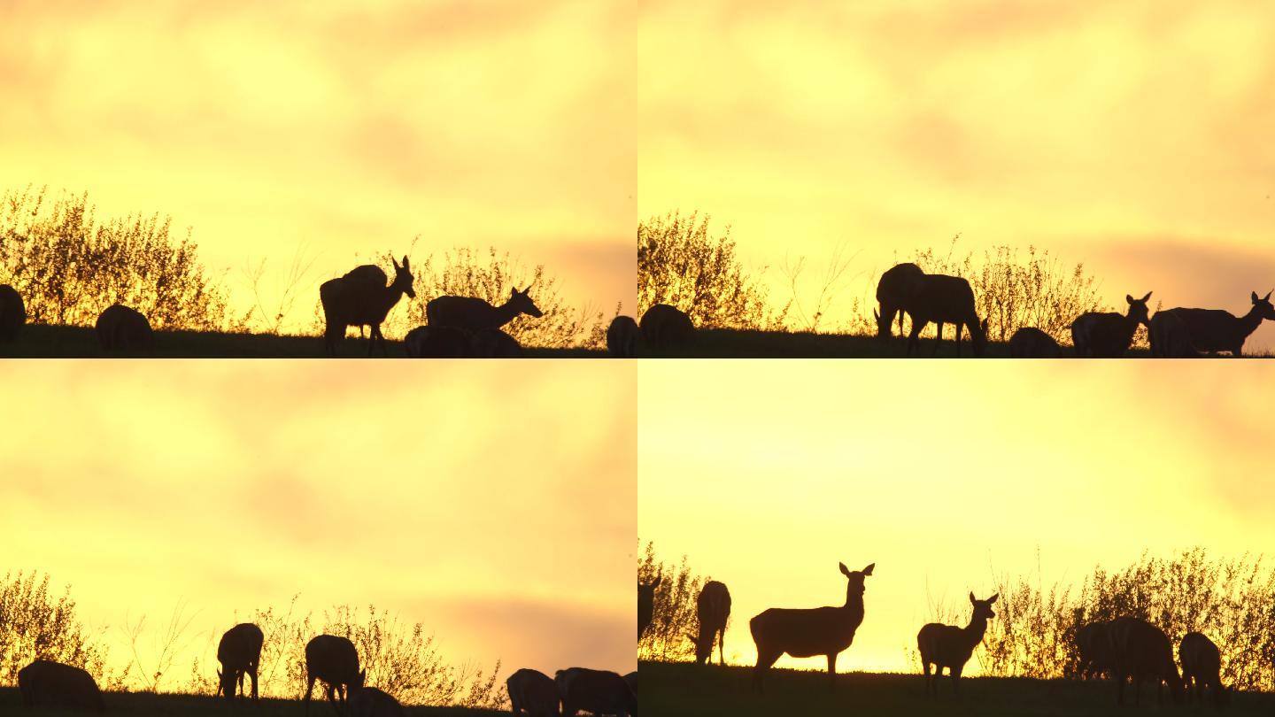 红鹿和日落