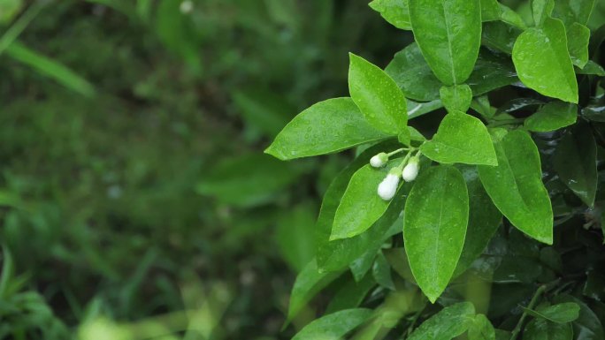 雨中的柚子树