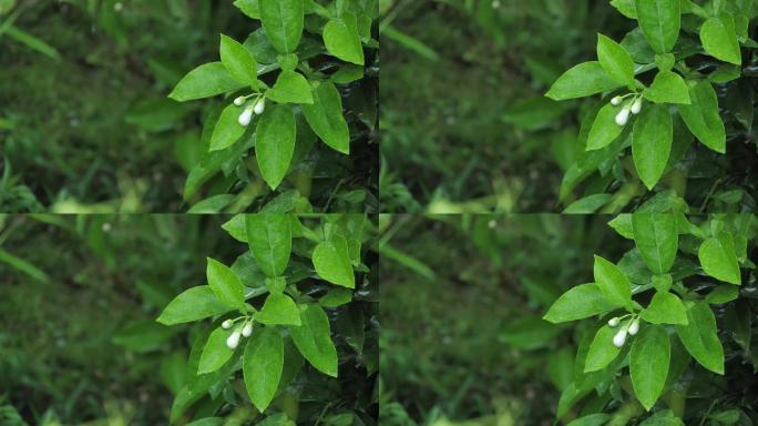 雨中的柚子树