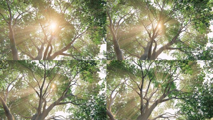 4K15秒阳光斑驳树影动画