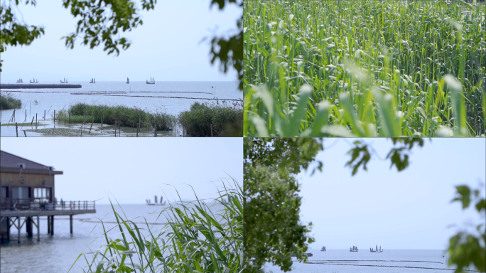 太湖风光芦苇荡及帆船和水面波光粼粼