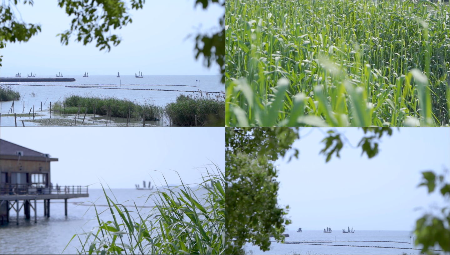 太湖风光芦苇荡及帆船和水面波光粼粼