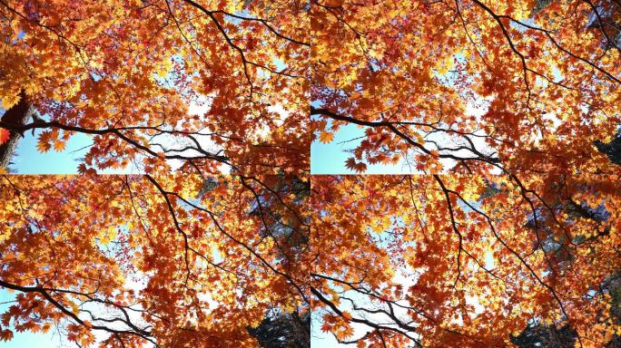 平移拍摄：秋叶与美丽的阳光