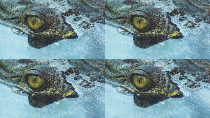 潜水时鳄鱼的眼睛眨眼或闭上眼睛