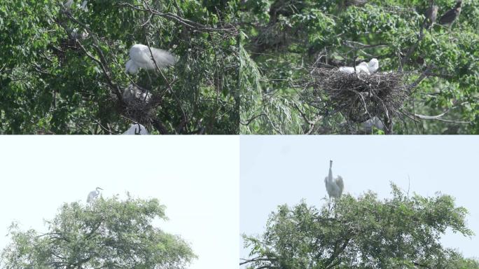 白鹭在枝头筑巢