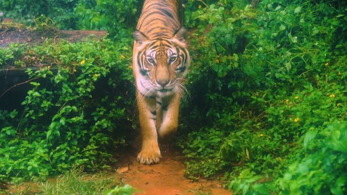 孟加拉虎在森林中行走的慢动作