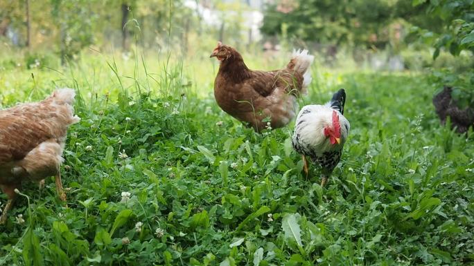 放养的鸡在花园里吃草