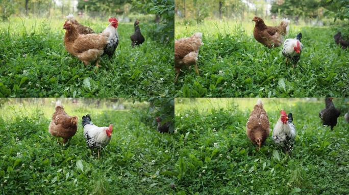 放养的鸡在花园里吃草