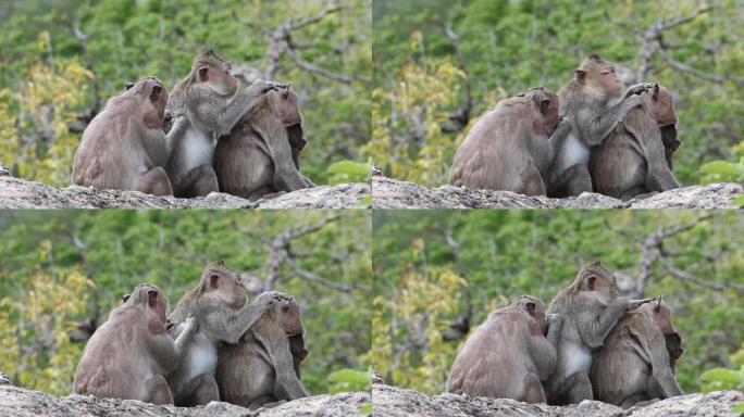猴子在帮同伴抓虱子