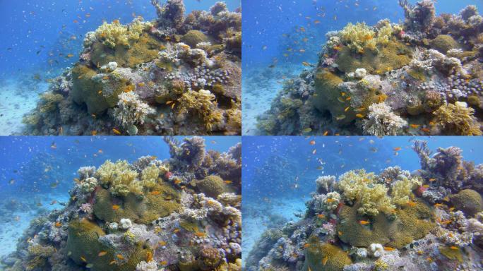 在美丽的珊瑚礁上潜水