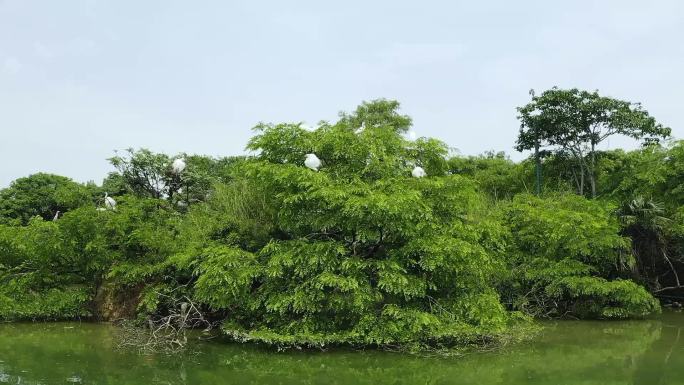 航拍湿地候鸟白鹭