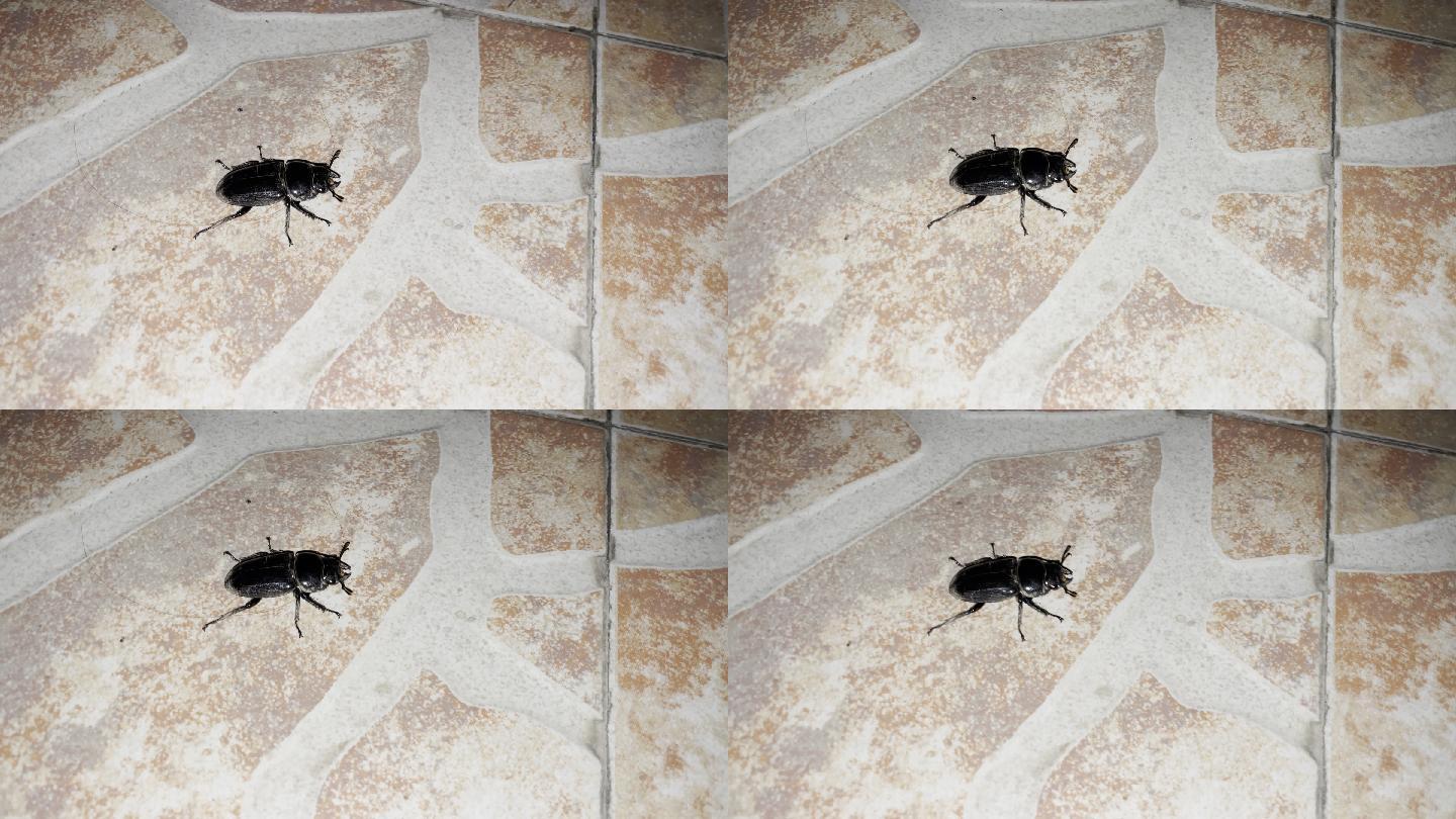 甲壳虫大锹形虫犄角甲虫甲虫锹甲