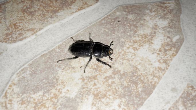 甲壳虫大锹形虫犄角甲虫甲虫锹甲