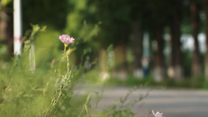 夏日路边的小野花