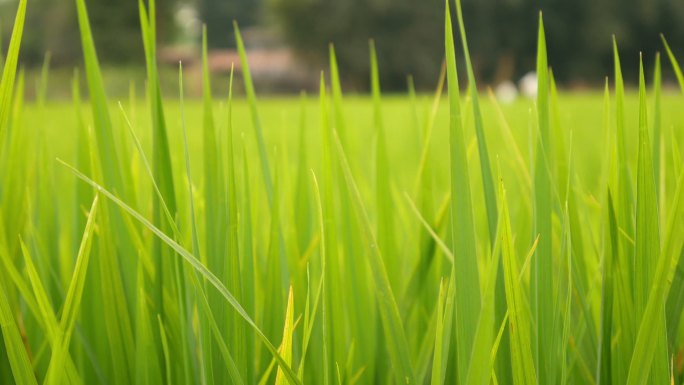 农业农田禾苗特写种植小麦