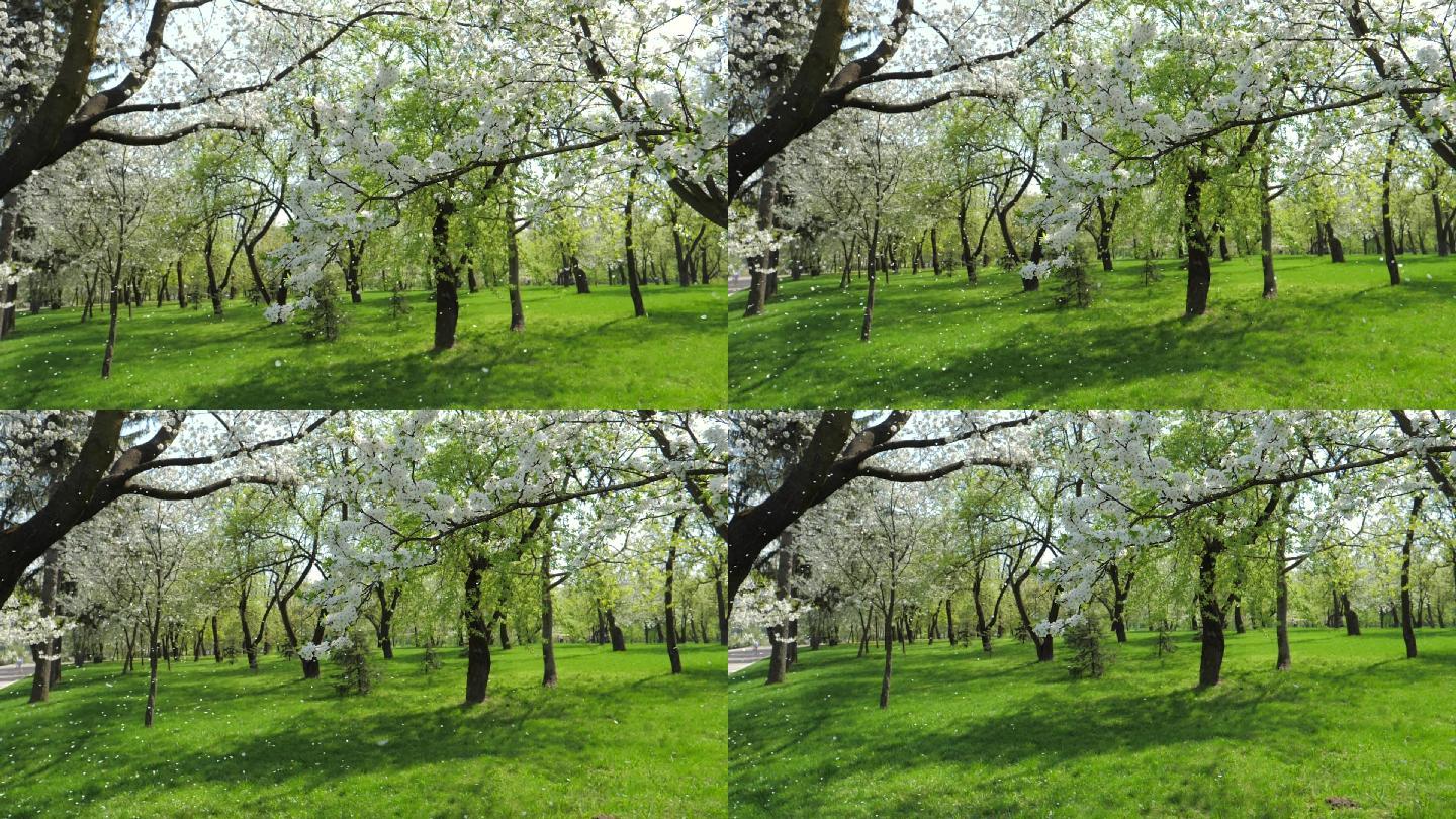 苹果树在春天的花园里慢慢地飘落花瓣