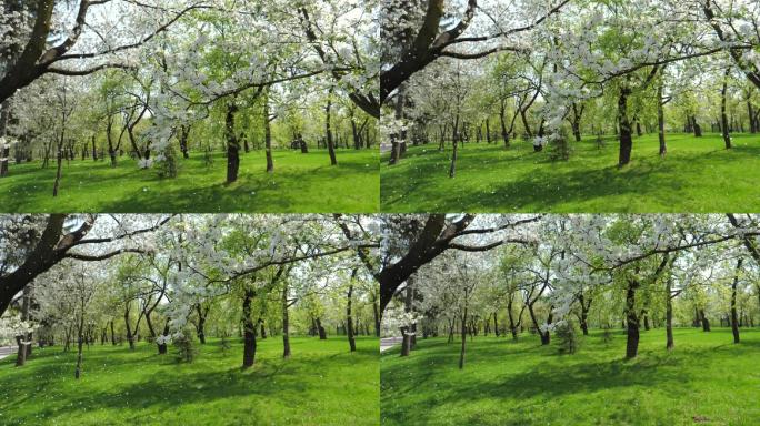 苹果树在春天的花园里慢慢地飘落花瓣