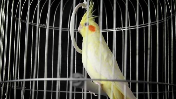 笼子里的黄鹦鹉困住飞翔自由