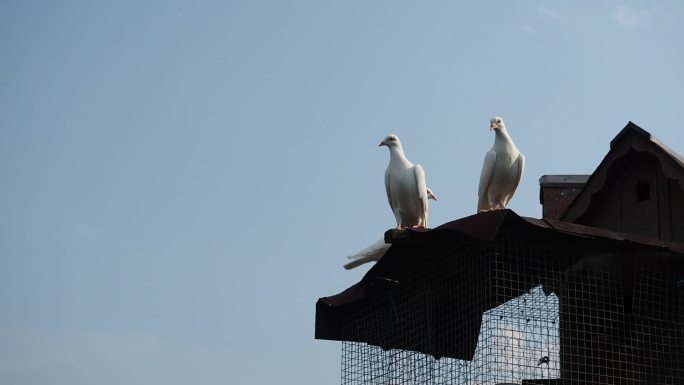 屋顶上两只斑鸠白鸽和平鸽空镜