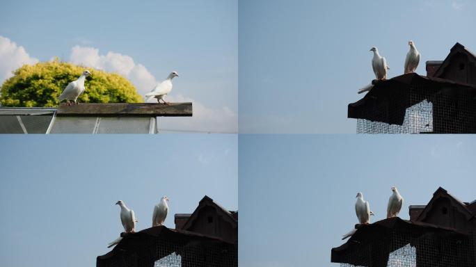 屋顶上两只斑鸠白鸽和平鸽空镜