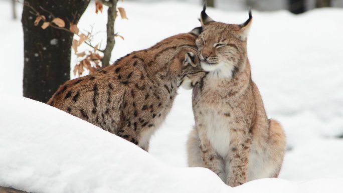 猞猁野生动物特写雪地冬季低温