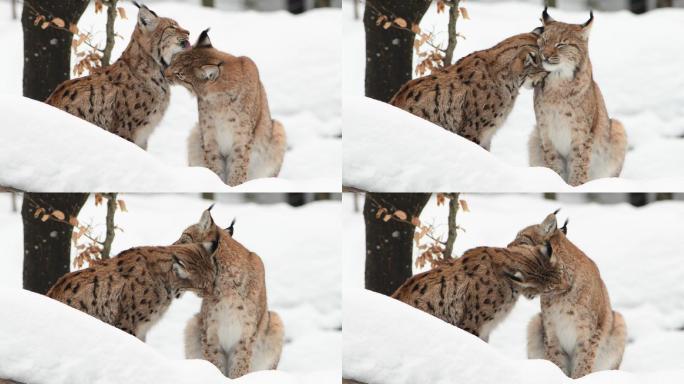 猞猁野生动物特写雪地冬季低温