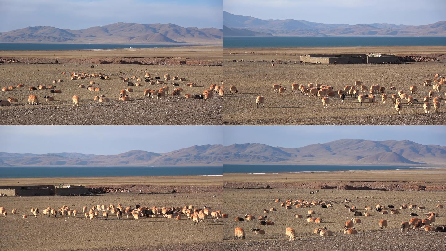 西藏班戈317国道的羊群