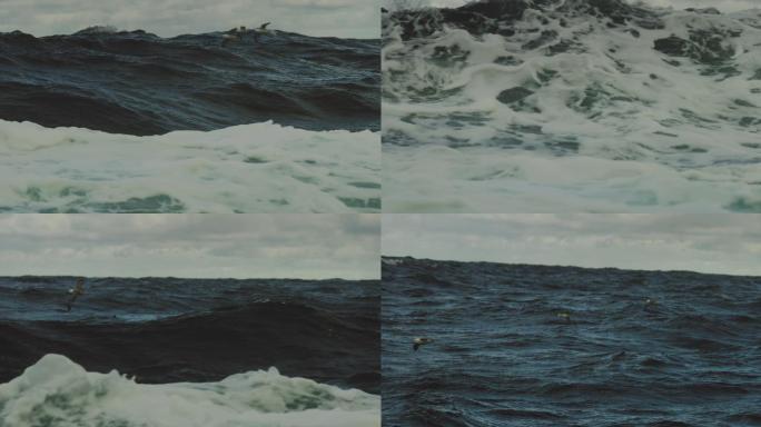 海面上飞行的海鸥海浪大海乘风破浪的海燕