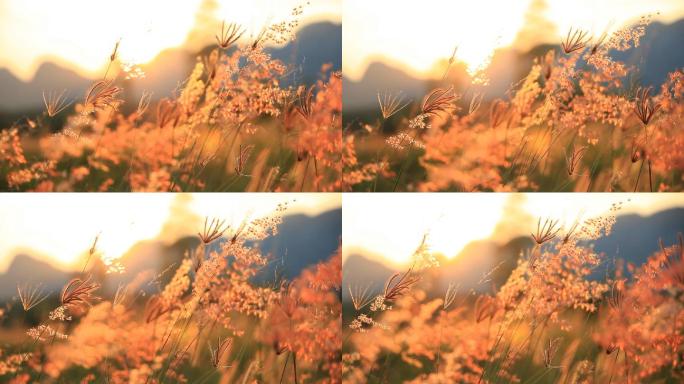 山上的草花随风落日。