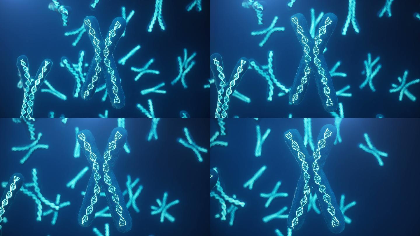 蓝色背景上的X和Y染色体。