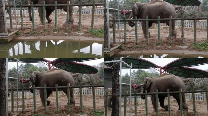 实拍动物园里大象互动