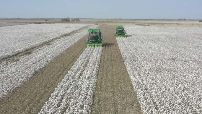 大型机械农业，采棉花