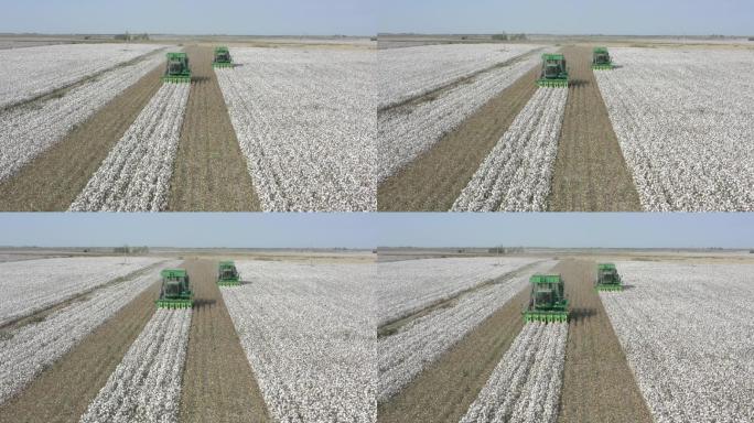 大型机械农业，采棉花