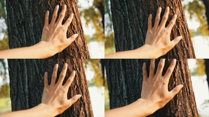 用手抚摸树木，感受大自然